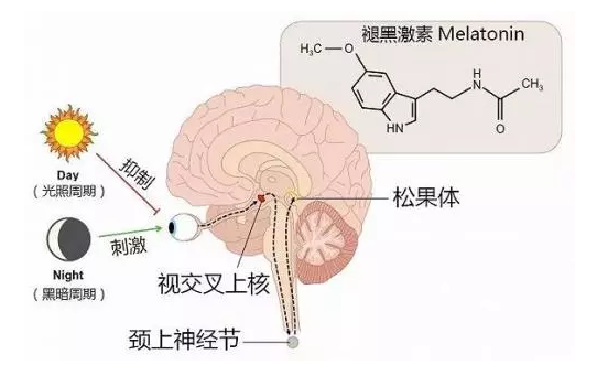 眼罩